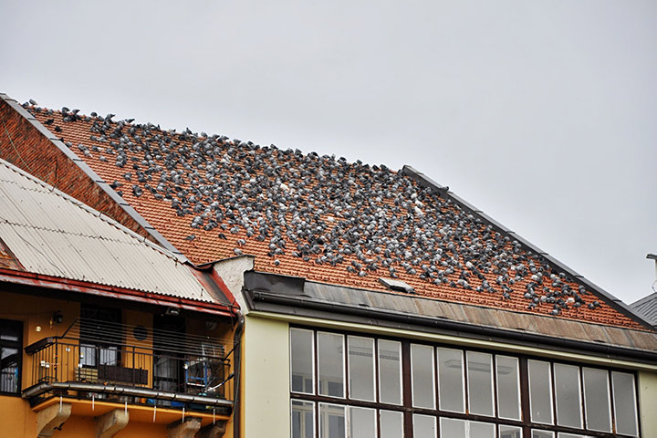 A2B Pest Control are able to install spikes to deter birds from roofs in March. 