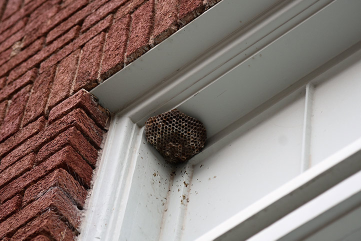 We provide a wasp nest removal service for domestic and commercial properties in March.